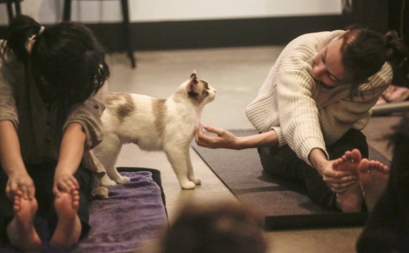 Cat yoga pittsburgh