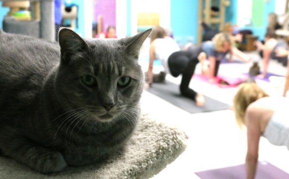 Cat yoga: The mewest exercise