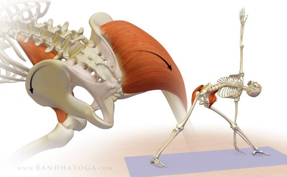 Fascia lata and Stretching