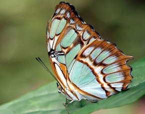 animal yoga poses - butterfly pose titali asana