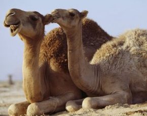animal yoga poses - camel pose ustrasana