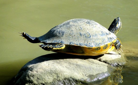 Turtle Yoga Virginia