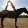 Horse poses Yoga Virginia