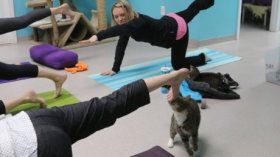 The cats enjoyed this balance pose at the Marietta, Georgia, shelter.